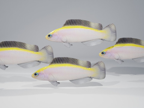 Sunrise Dottyback Fish Modelo 3D