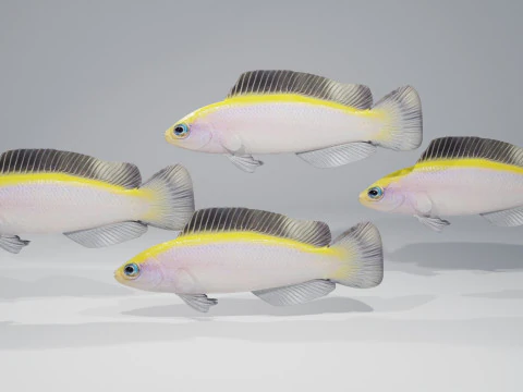 G&uuml;ndoğumu Dottyback Balığı 3D Model