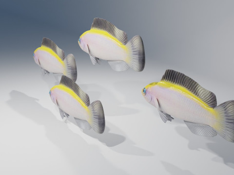 Sunrise Dottyback Fish Modelo 3D