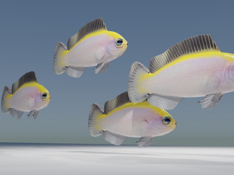 Sunrise Dottyback Fish Modelo 3D