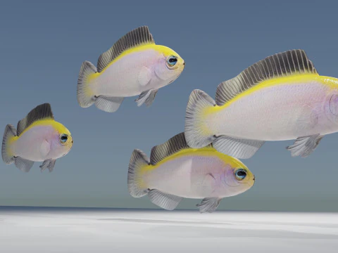 G&uuml;ndoğumu Dottyback Balığı 3D Model