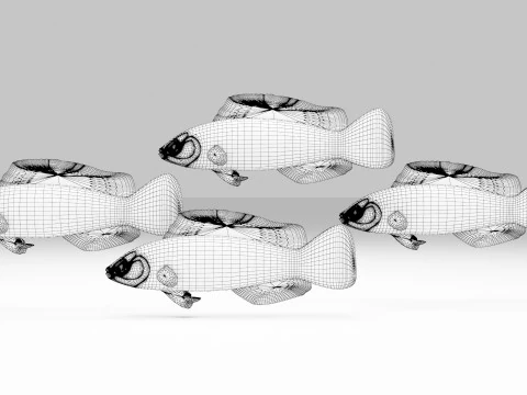 G&uuml;ndoğumu Dottyback Balığı 3D Model