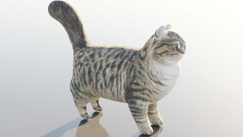 Siberian Cat 3D Model .c4d .max .obj .3ds .fbx .stl .blend 