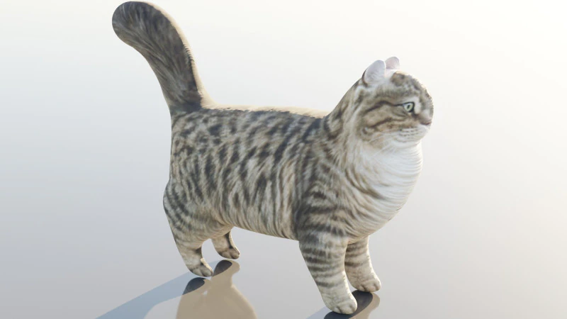 Gatto siberiano Modello 3D .c4d .max .obj .3ds .fbx .stl .blend