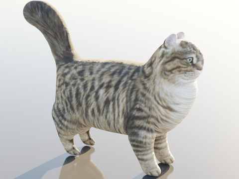 Siberian Cat 3D-Modell