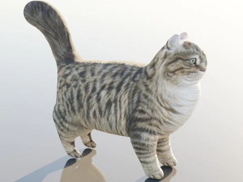 Kot syberyjski Model 3D