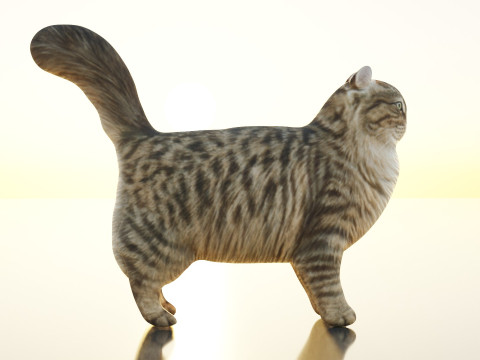 Siberian Cat 3D Model