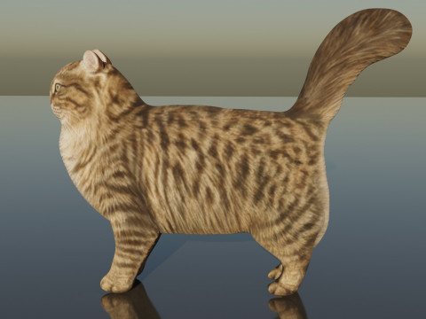 Siberian Cat 3D Model