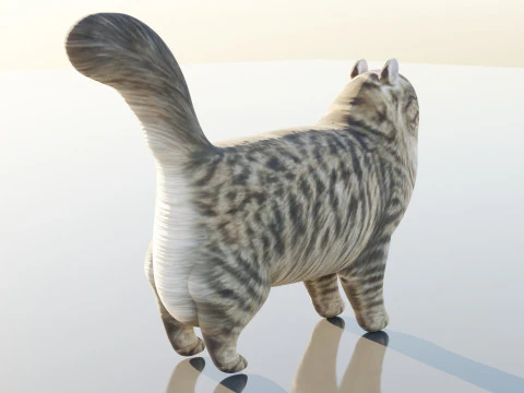 Gatto siberiano Modello 3D