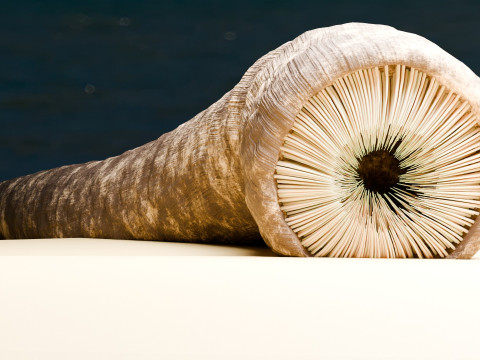 Dune Sandworm 3D Model