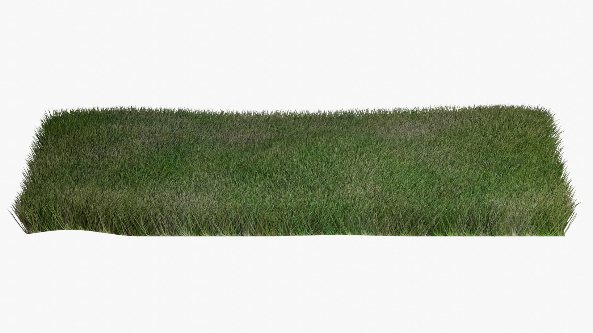 Warm Season Grass 3D Model .c4d .max .obj .3ds .fbx .stl .blend
