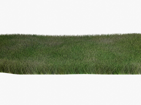 Warm Season Grass 3D Модель