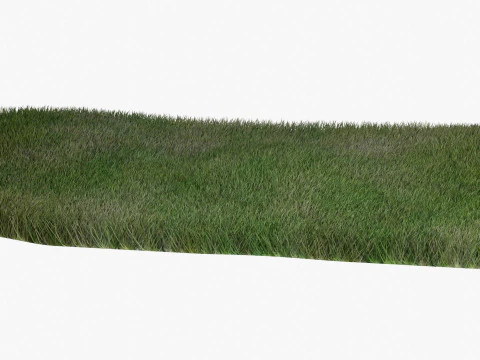 Warm Season Grass 3D Model