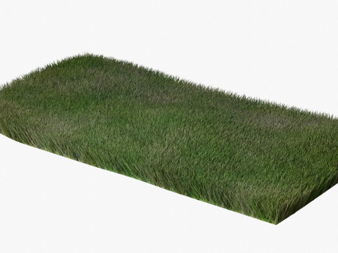 Warm Season Grass Modelo 3D
