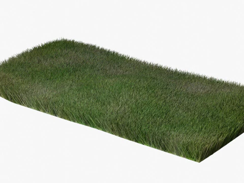 Warm Season Grass 3D Model