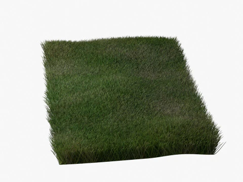 Warm Season Grass 3D Model