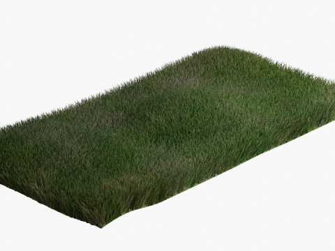 Warm Season Grass Modelo 3D