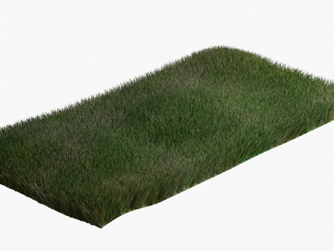 Warm Season Grass 3D Model