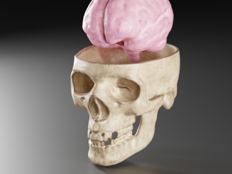 Liquid Brain Animation Modelo 3D