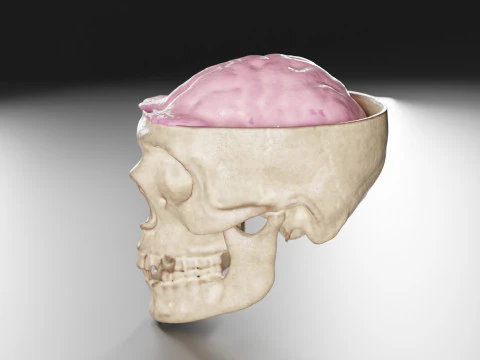 Liquid Brain Animation 3D Model