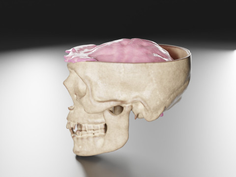Liquid Brain Animation Modelo 3D