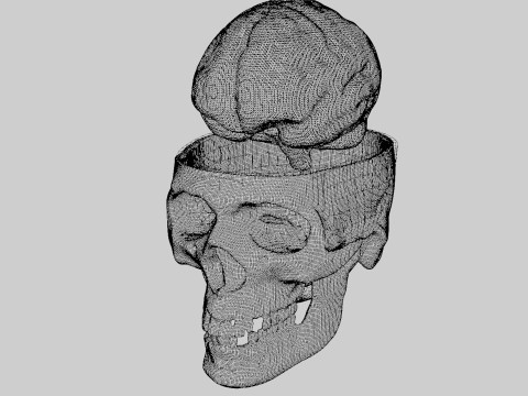 Liquid Brain Animation Modelo 3D