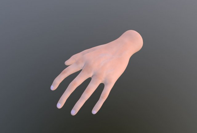 hand 3D 模型 .c4d .max .obj .3ds .fbx .stl .blend 