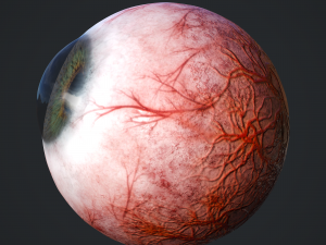 3d realtime eyeball - eye model 3D Model