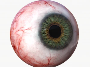 3d realtime eyeball - eye model 3D Model