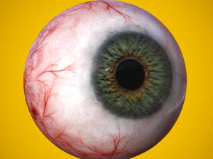 eye anatomy photorealistic eyeball 3D Model