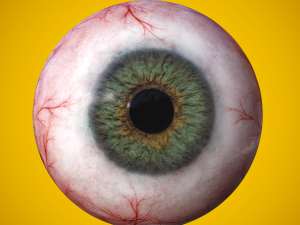 eye anatomy photorealistic eyeball 3Dモデル