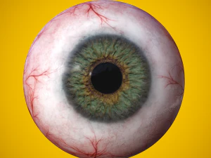 eye anatomy photorealistic eyeball 3D Model