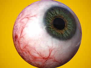 eye anatomy photorealistic eyeball 3D Model