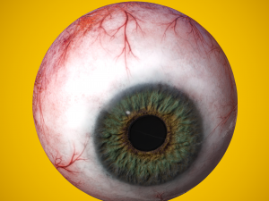 eye anatomy photorealistic eyeball 3Dモデル