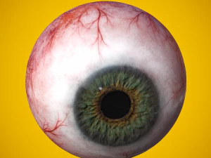 eye anatomy photorealistic eyeball 3D Model