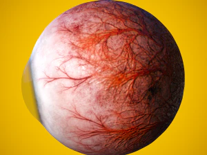 eye anatomy photorealistic eyeball 3D Model