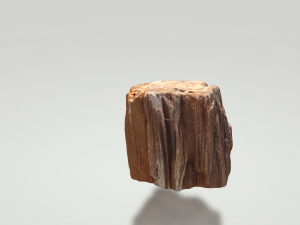 petrified wood 3D 模型