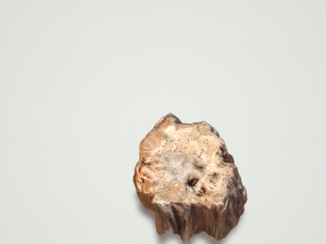 petrified wood 3D 模型