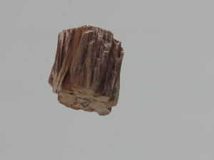 petrified wood 3D 模型