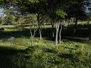 map003 biomes the garden in blender 3D Model