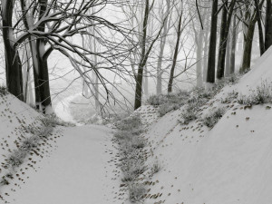 forest in winter in blender 3D 模型