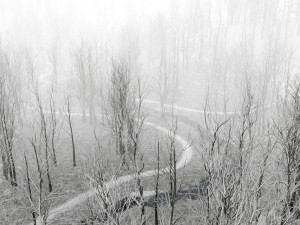 forest in winter in blender 3D 模型
