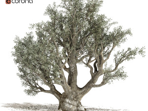 olive tree 3D मॉडल