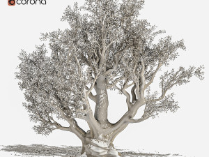 olive tree Model 3D