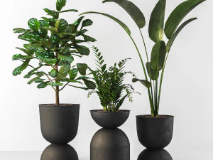 roślina wewnętrzna Model 3D