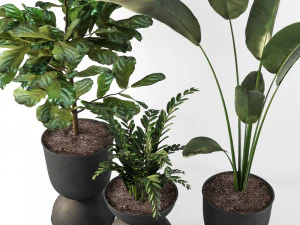 indoor plant 3D Model