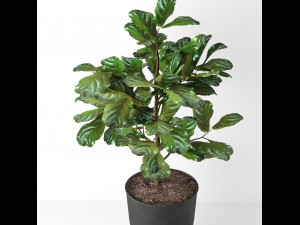 indoor plant Modèle 3D