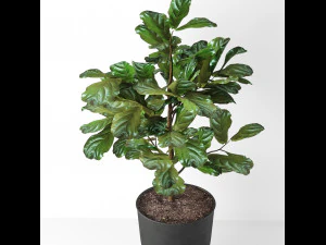 indoor plant 3D Model