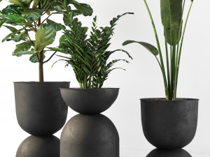 indoor plant Modèle 3D