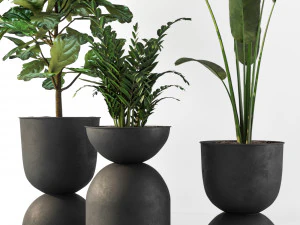 indoor plant 3D Model